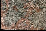 Silurian Fossil Crinoid (Scyphocrinites) Plate - Morocco #134299-4